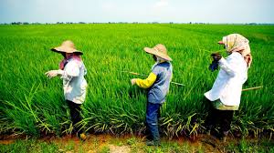 Paddy Fields