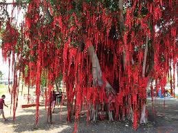 Sekinchan Wishing Tree